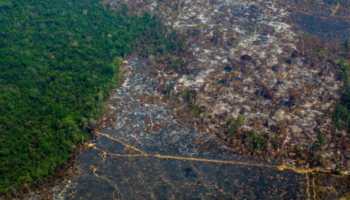 La Amazonia pierde 9.700 kilómetros cuadrados en un año, la mayor deforestación de la década