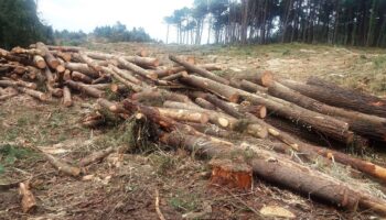 Denuncia de tala ilegal en el Monte ARNA de Somo – Loredo