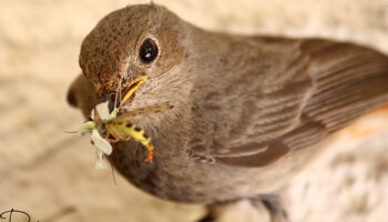 Un estudio guipuzcoano avala que una pareja de aves puede librar de 11.000 insectos una hectárea de cultivo