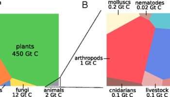 ¿Cómo se distribuye la biomasa en la tierra?