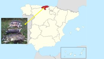 ¿El problema del lobo en Cantabria?