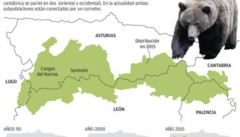 Contabilizadas 38 osas con 64 crías en la Cordillera Cantábrica en 2018