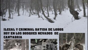 Matanza de lobos en días prohibidos por todas las leyes