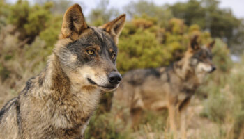 La estrategia para la Conservación y Gestión del Lobo propone su inclusión en el listado de Protección Especial