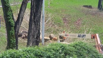 Continua el arboricidio en Santander
