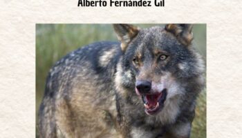 QUINTA JORNADA: Lobos en España: La importancia de proteger a los lobos en España